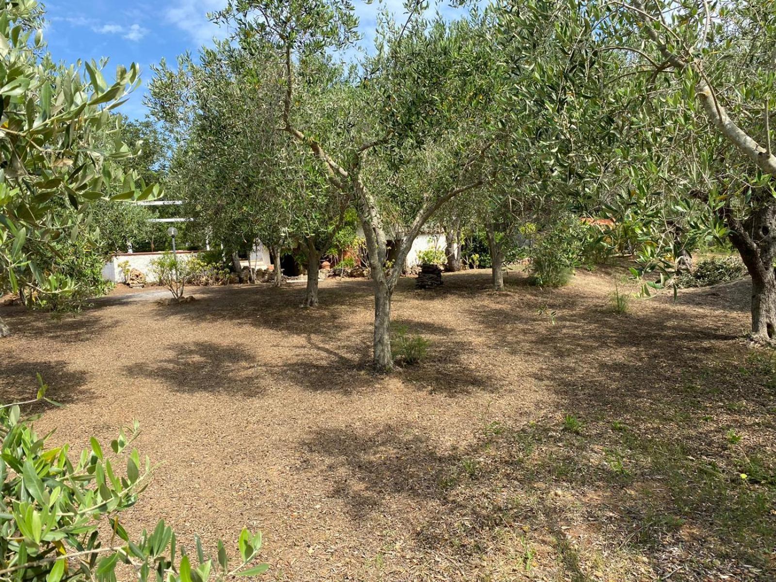 Domo Angheleda - Alghero Casa Indipendente Vicino Al Mare エクステリア 写真